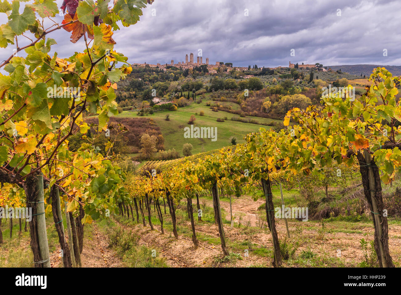 Weinberge in der Nähe von San Gimignano Stockfoto