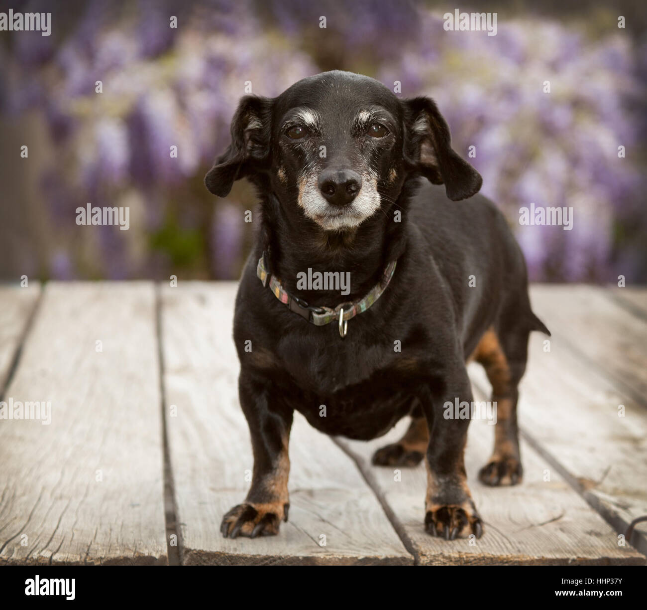 Kleinen senior Mini Ganzkörper Dackel Wiener Hund steht auf Holzdeck mit Lavendel Glyzinie Reben im Hintergrund unscharf. Stockfoto