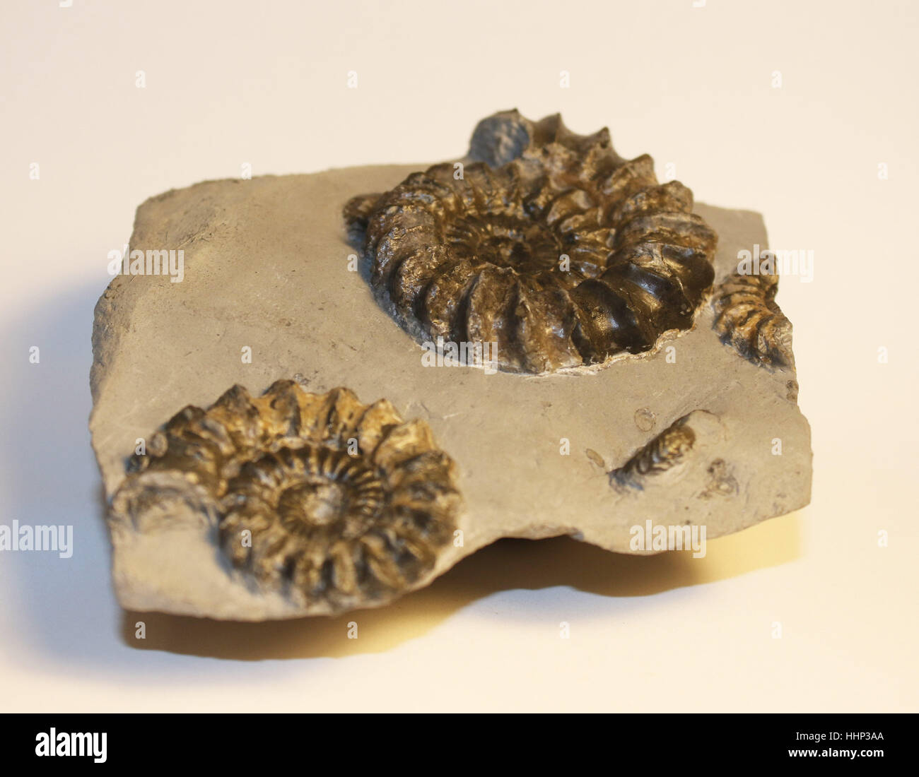 Oistoceras Figulinum (Simpson) Ammoniten Bett fand auf der Jurassic Coast, Dorset, Großbritannien Stockfoto