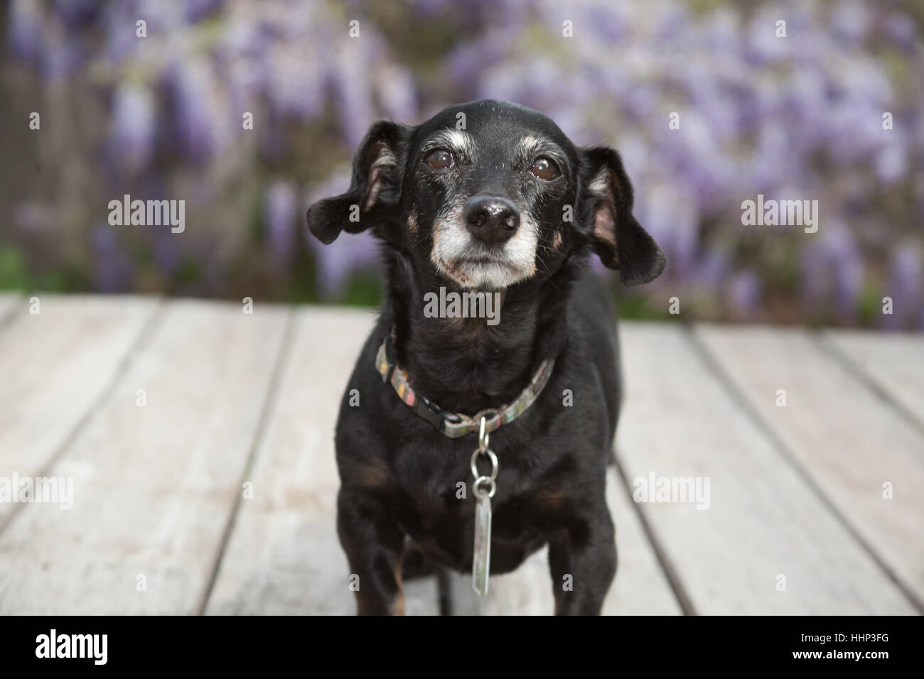 Kleinen senior Mini Dackel Wiener Hund steht auf Holzdeck mit Lavendel Glyzinie Reben im Hintergrund unscharf. Er hat tags Stockfoto