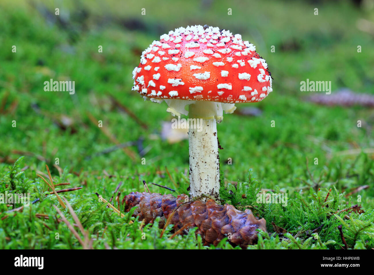 Moos, Pilze, Pilz, Pilze, Wald, Herbst, Herbst, Gefahr, schöne