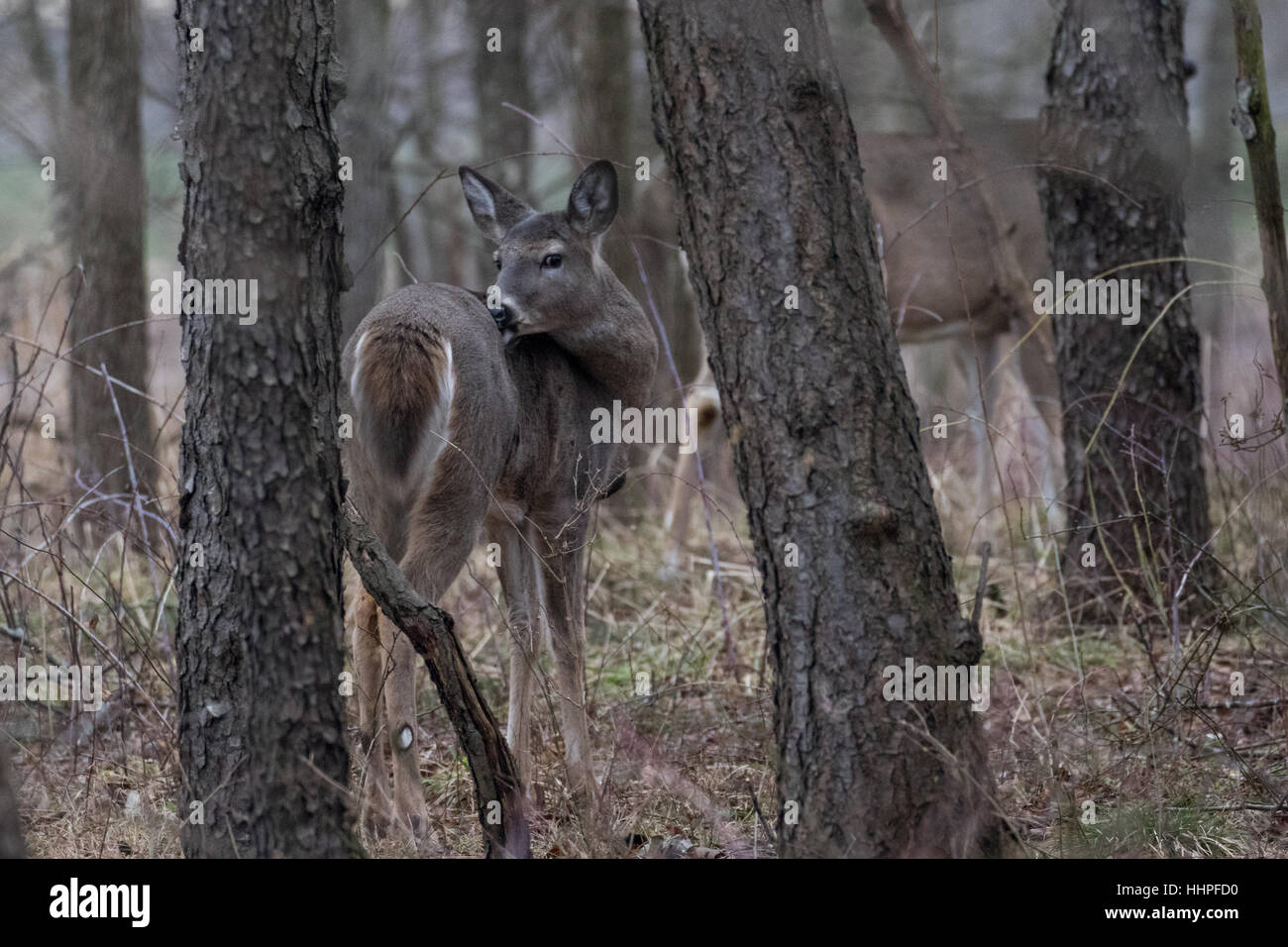 Weiß - angebundene Rotwild doe Stockfoto