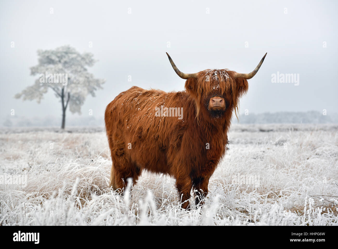 Schottischer Highlander in einer natürlichen Winterlandschaft Stockfoto