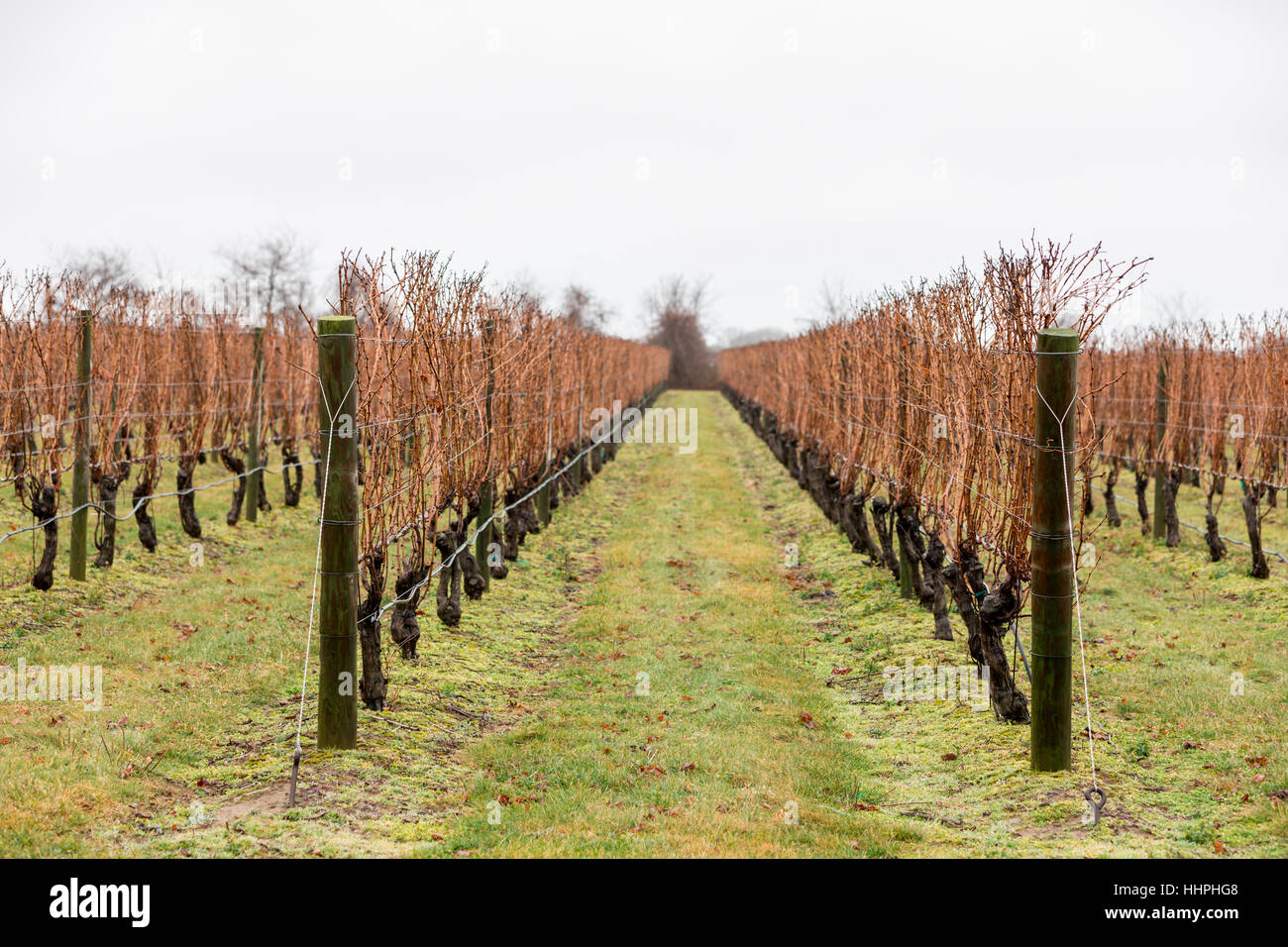 Reihen von nassen Weinreben im Winter in einem Weingut Stockfoto