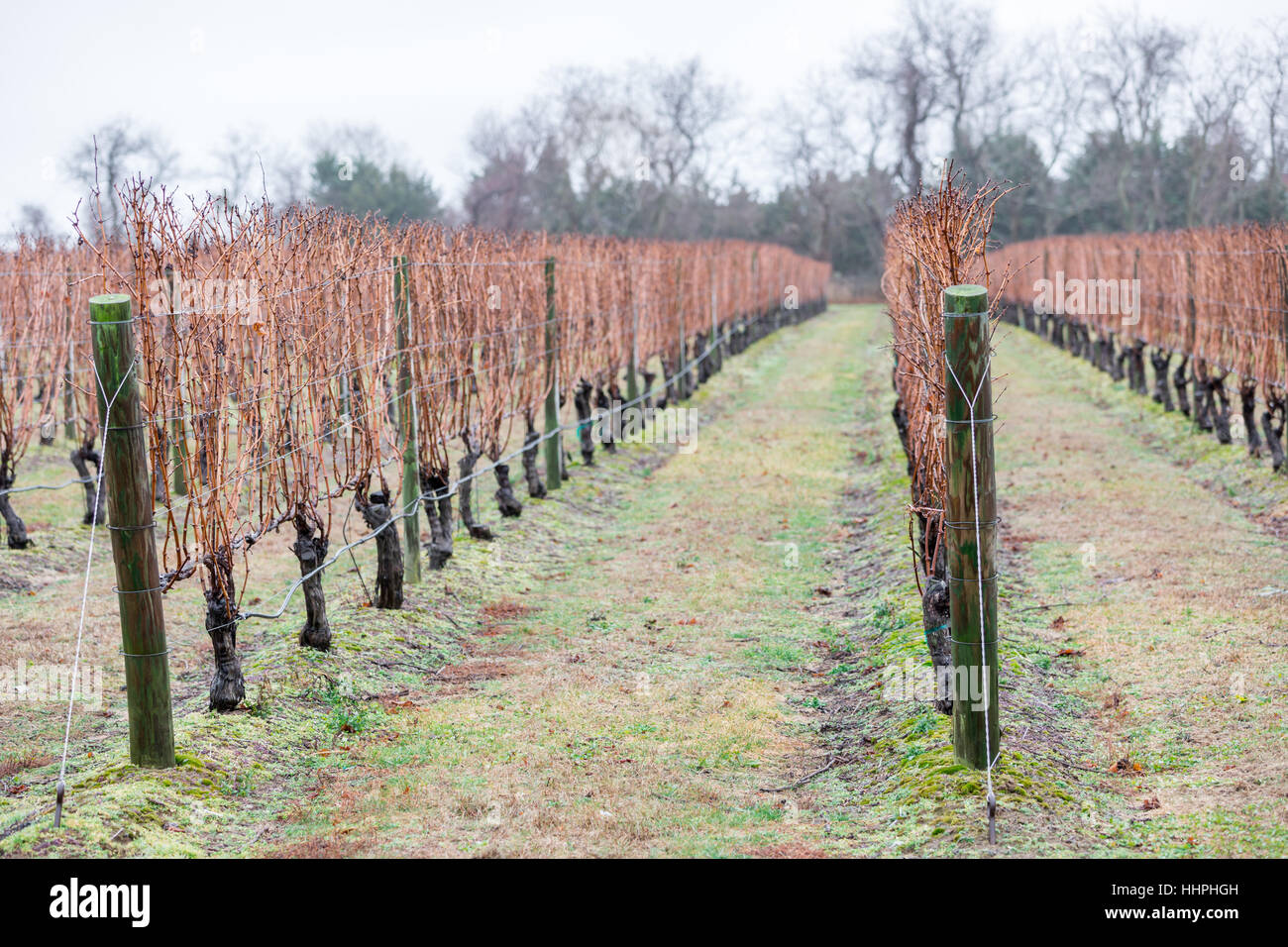 Reihen von nassen Weinreben im Winter in einem Weingut Stockfoto