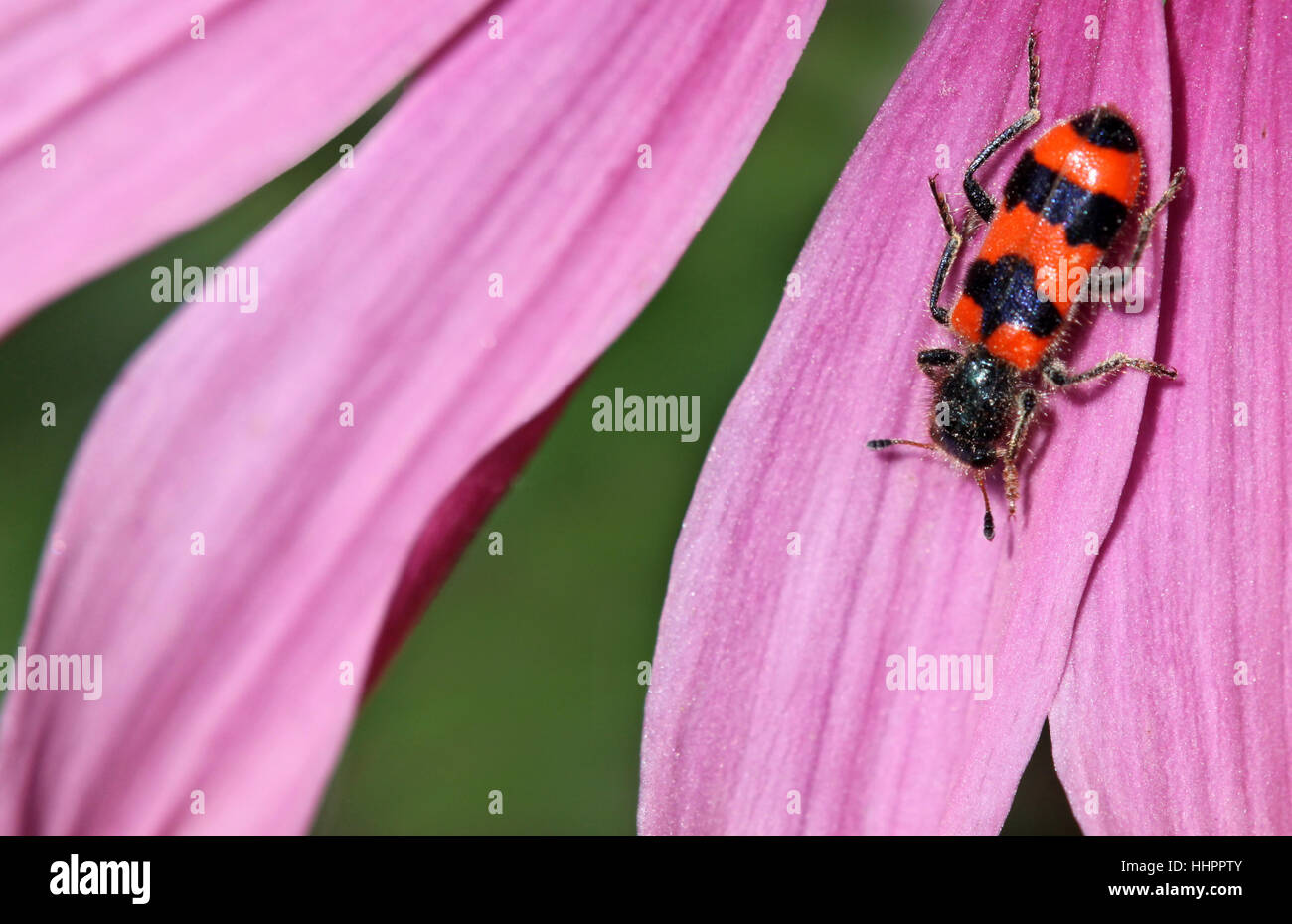 schwarz, dunkelhäutigen, tiefschwarze, tiefschwarz, Käfer, rot, Insekt, schwarz, dunkelhäutigen, Stockfoto