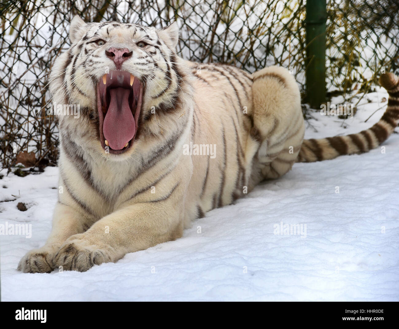 Hodenhagen, Deutschland. 19. Januar 2017. Bengal Tiger Pipo genießt den Schnee und die Temperaturen von etwa minus vier Grad Celsius im freien Gehege in der Serengeti-Park Hodenhagen, Deutschlands. Foto: Holger Hollemann/Dpa/Alamy Live News Stockfoto