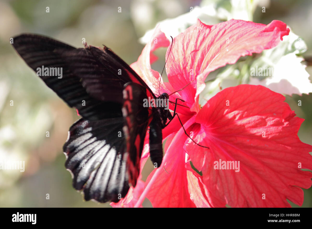 Wisley, Surrey, UK. 20. Januar 2017. Scharlachroter Schwalbenschwanz Schmetterling ernährt sich von einer tropischen Blume in der Hitze des Glashauses in Wisley Gardens in Surrey. Stockfoto