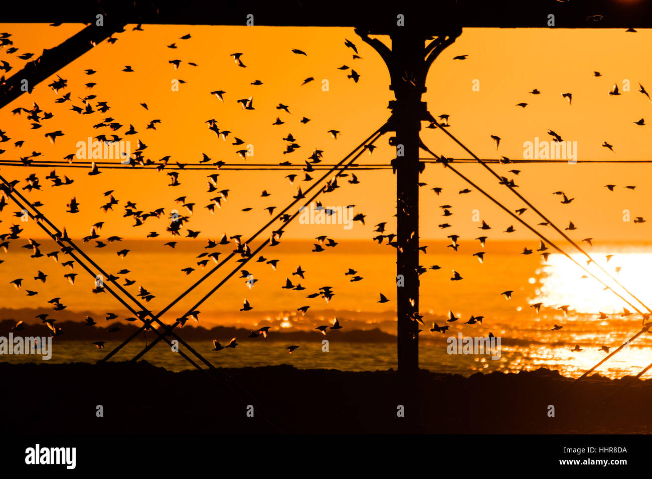 Aberystwyth, Wales, UK. 20. Januar 2017. UK-Wetter: Stare Schlafplatz unter dem viktorianischen Seestadt Pier als die Sonne setzt in Aberystwyth. Bildnachweis: Keith Morris/Alamy Live-Nachrichten Stockfoto