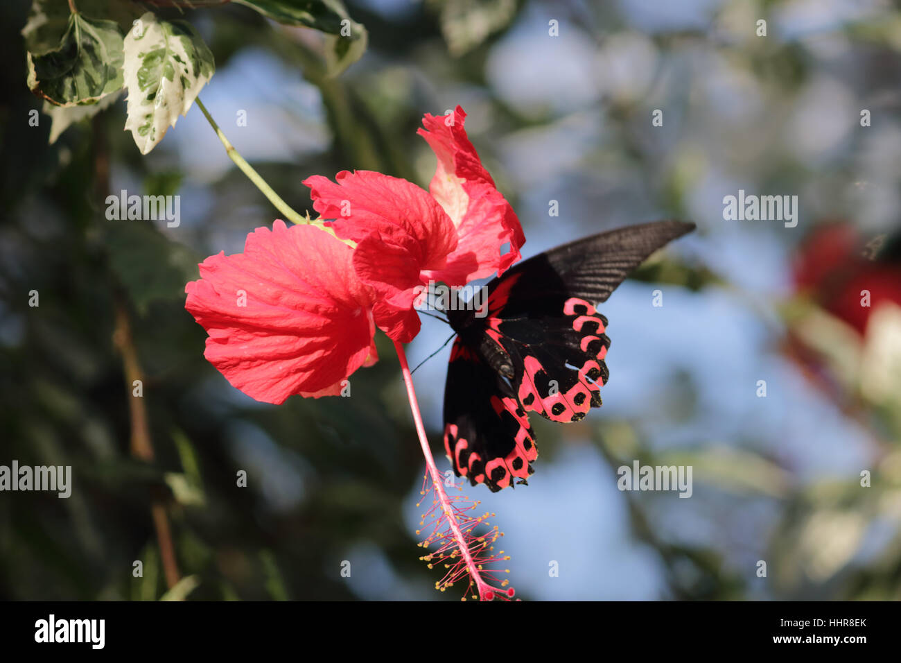 Wisley, Surrey, UK. 20. Januar 2017. Scharlachroter Schwalbenschwanz Schmetterling ernährt sich von einer tropischen Blume in der Hitze des Glashauses in Wisley Gardens in Surrey. Stockfoto