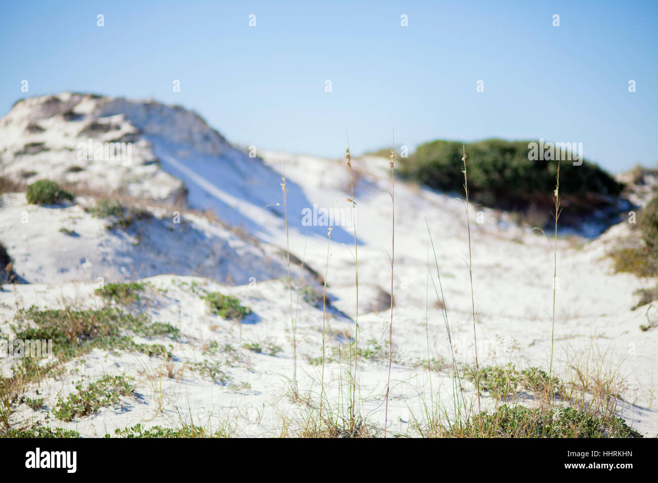 Schönen weißen Sanddünen im Hintergrund mit dem Fokus auf hohe Sehafer im Vordergrund. Stockfoto