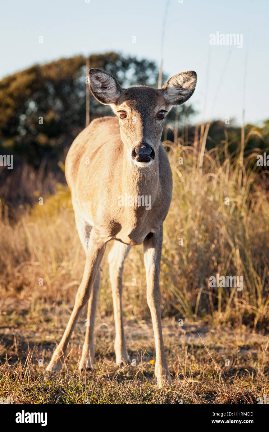 Eine kühne, Whitetail Deer. Stockfoto