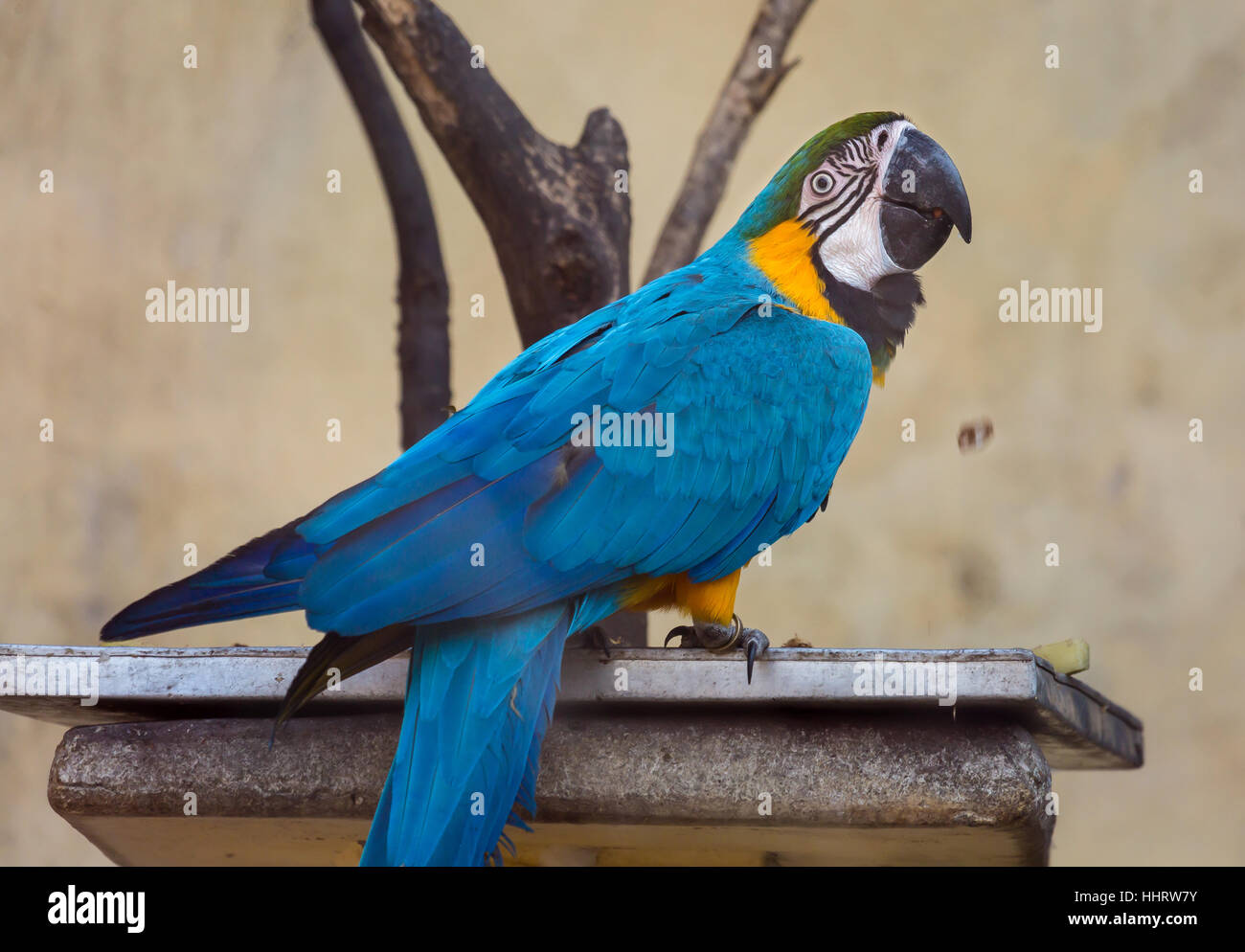 Blau Gelb macaw Vogel in ein Gehäuse zu einem Vogelschutzgebiet in Indien. Stockfoto