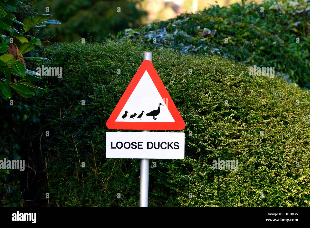 Lose Dorf, Maidstone, Kent, UK. Verkehrszeichen Warnung vor "Lose Enten" ein Wortspiel mit dem Namen des Dorfes (lose) Stockfoto