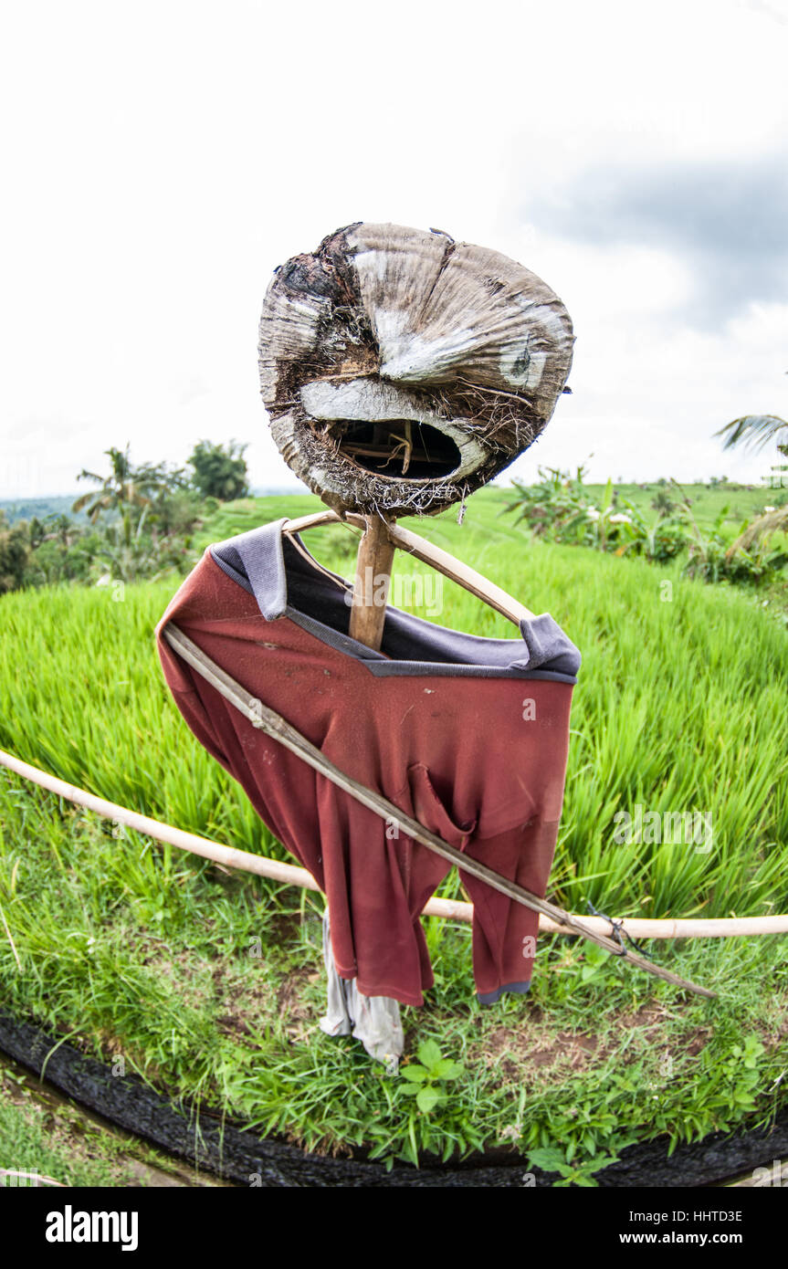 Vogelscheuche inmitten eines Reisfeldes, Jatiluwih Reis Terrasse, Bali, Indonesien Stockfoto