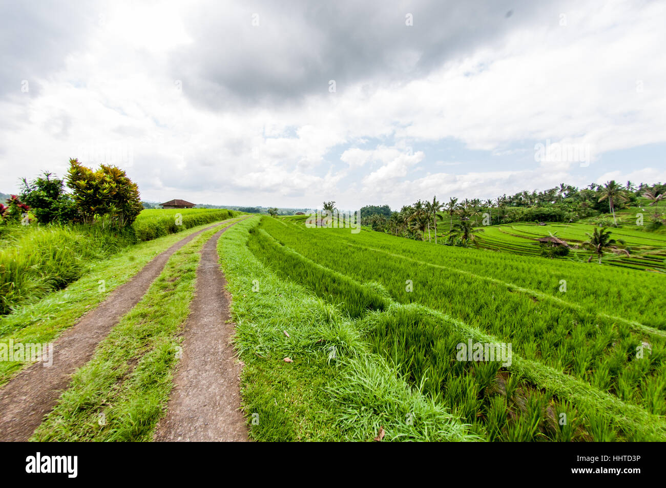 Blick auf die Reisterrassen, Jatiluwih Reis Terrasse, Bali, Indonesien Stockfoto