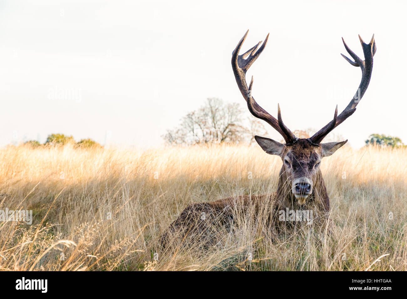 Rothirsch in Richmond Park, London Stockfoto