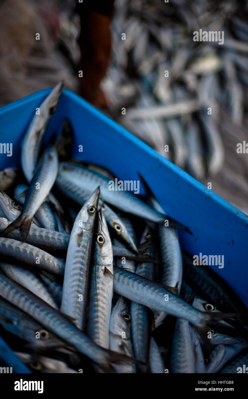 Ein Eimer mit Fisch gefangen von Dorfbewohnern nur wenige Minuten vor.  Oman-Küste an der Meerenge von Hormuz Stockfoto