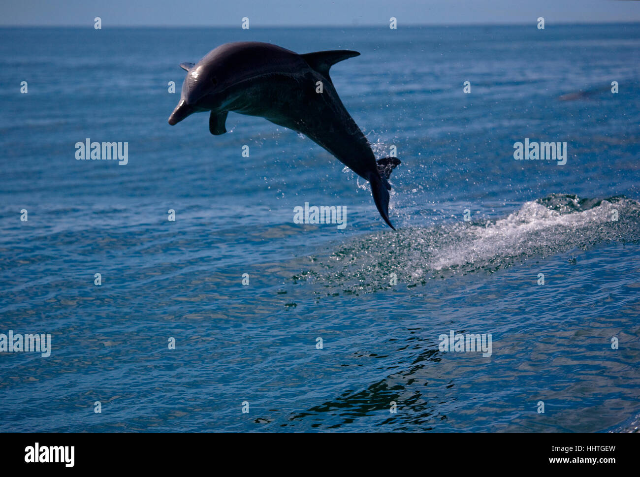 Ein Delfin springt in den Wellen von Fremantle. Western Australia, Australia Stockfoto