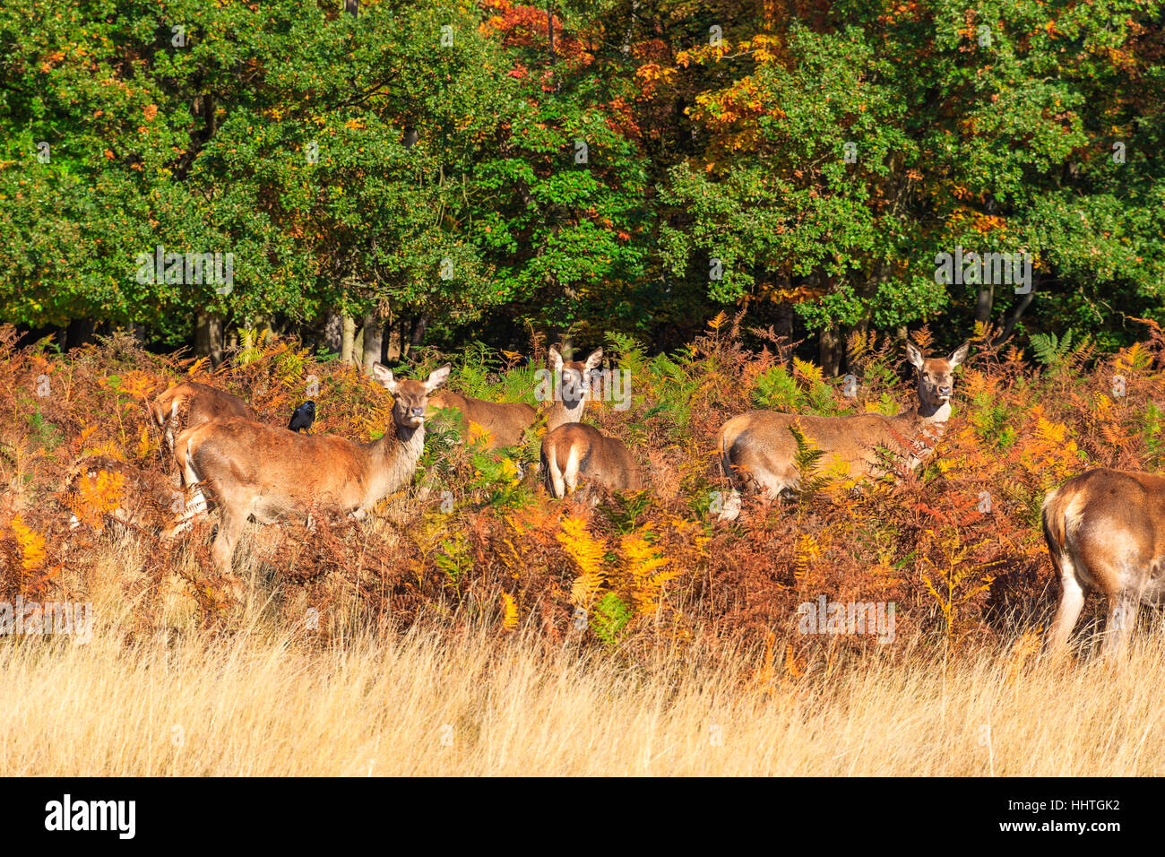 Herde von Rotwild in Richmond Park, London Stockfoto