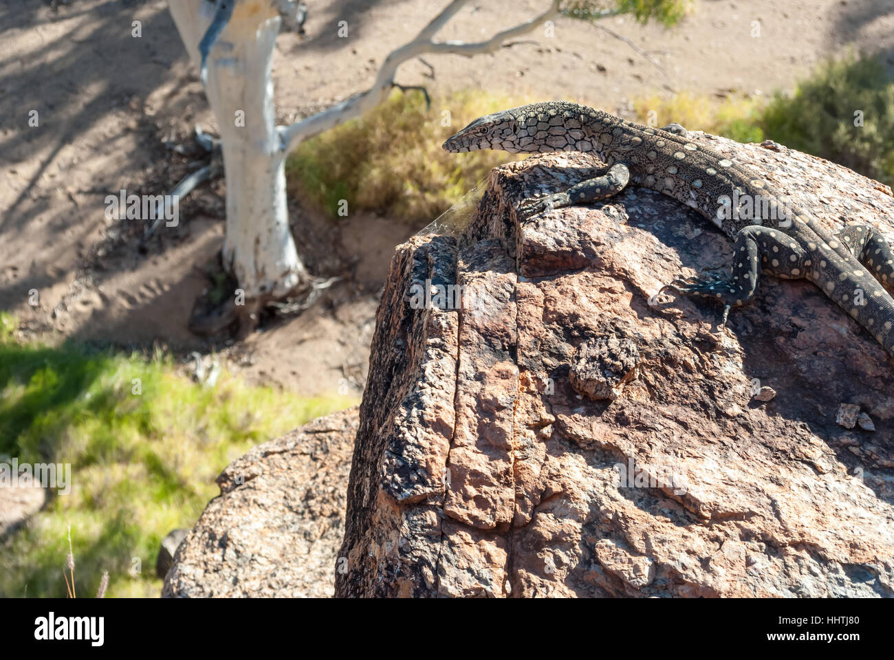 Australische Eidechse stehend auf einem Felsen im outback Stockfoto