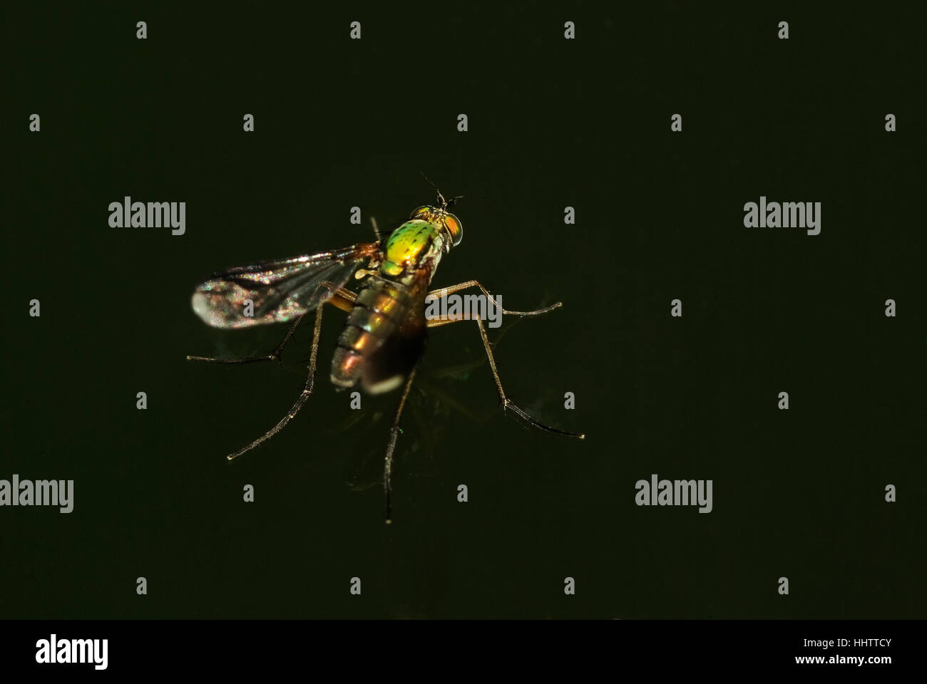 Grün, fliegen, schillernde, metallic, orange, gelb, Makro, Nahaufnahme, Makro Stockfoto