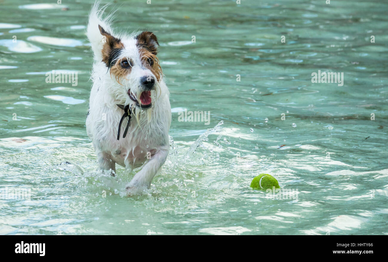 Kleiner Hund läuft in einem Pool nach kleinen grünen Tennisball Stockfoto