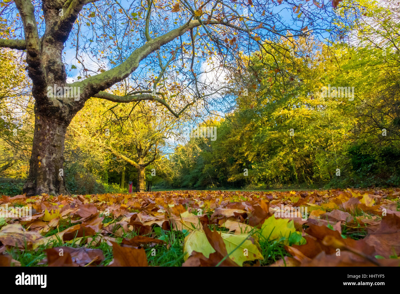 Gefallene Herbstlaub in einem öffentlichen Park der Rookery in Streatham London Stockfoto