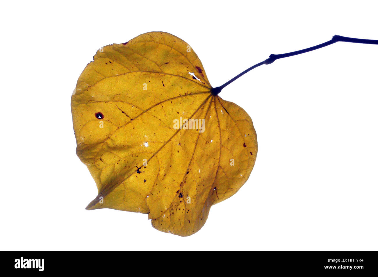 Leaf, Golden, Zweig, melancholisch, Saison, gelb, Natur, Herbst, Herbst, Blatt, Stockfoto