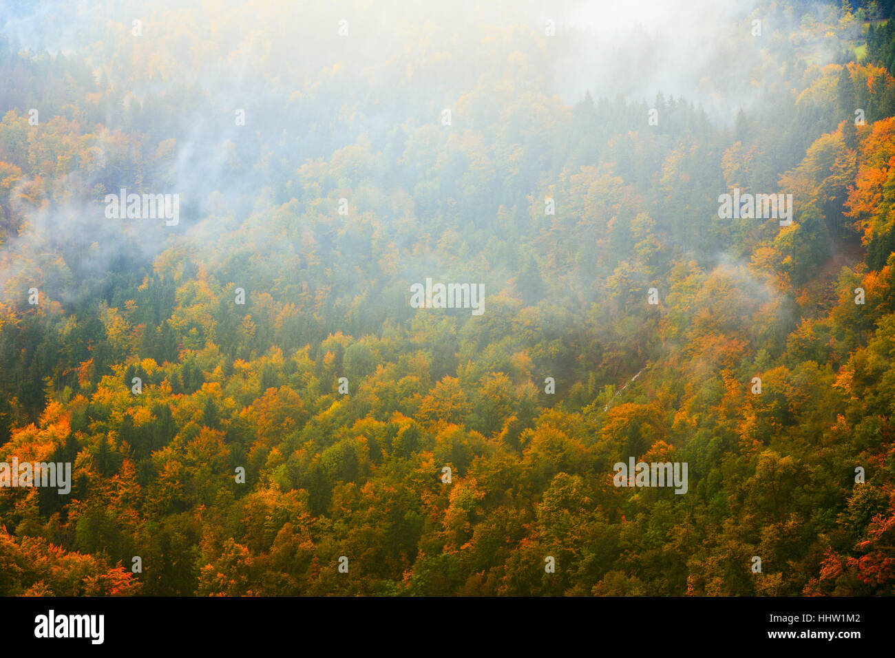 Fantastischer Landschaft der Bergwald in Wolken, Nebel oder Nebel Julischen Alpen. Slowenien Stockfoto