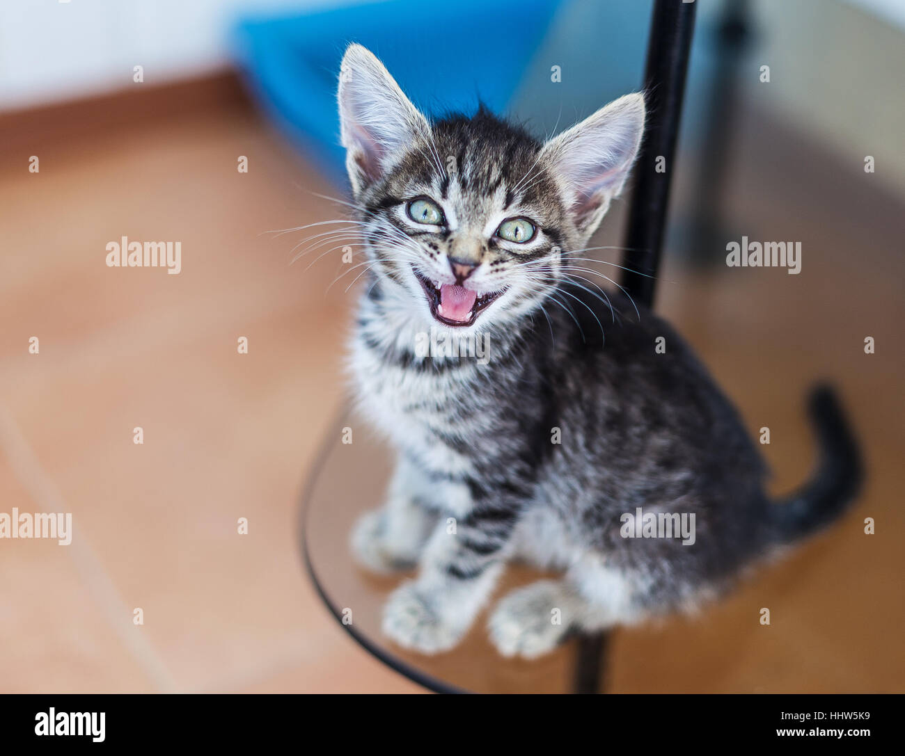 Kleines graues Kätzchen miauen Stockfoto