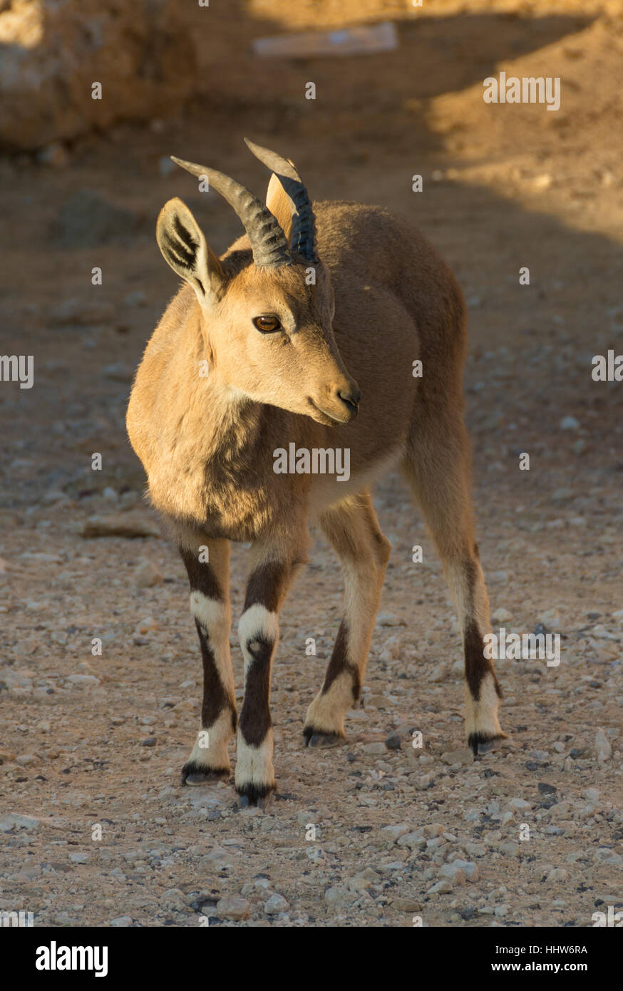 Nubische Steinböcke Wildziege bei Sonnenaufgang an Ramon Crater in der Negev-Wüste Israels Stockfoto
