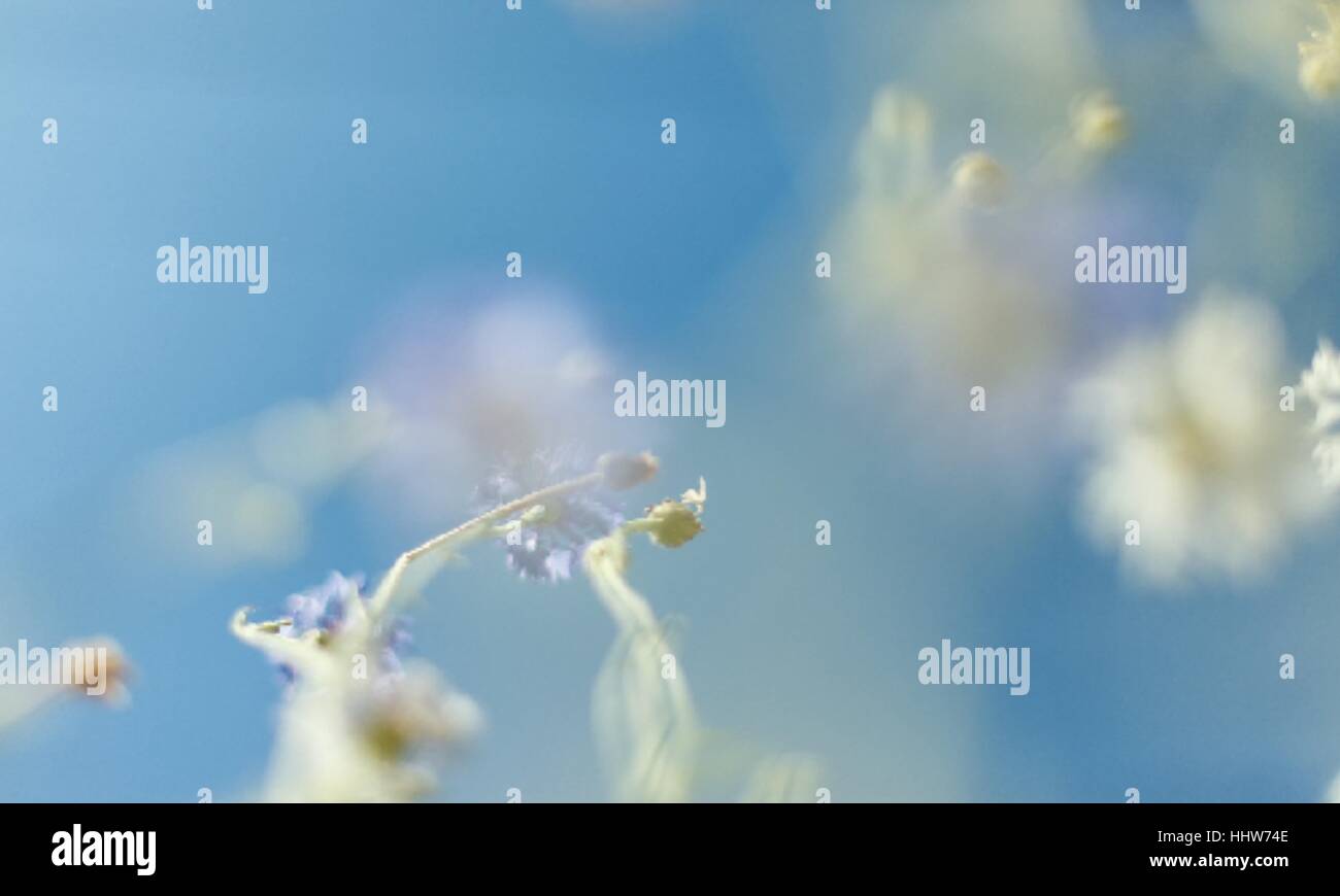 Wunderschöne Blumen. Abstrakte verschwommene blaue Natur Hintergrund Stock Vektor