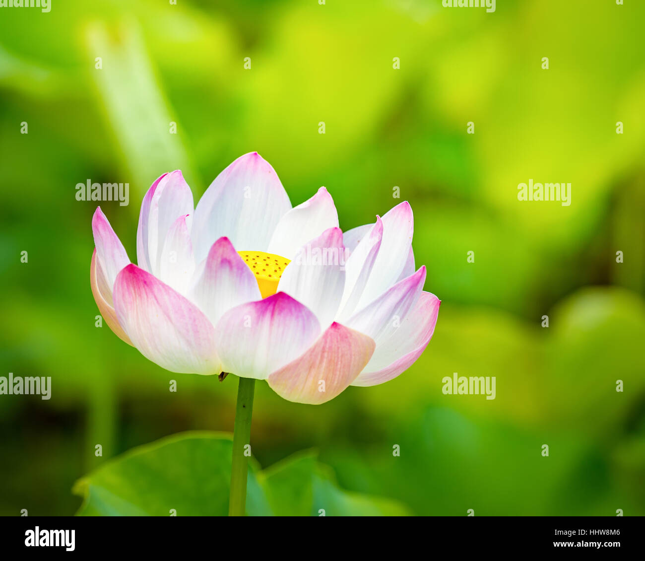 Nahaufnahme Foto der Lotusblüte Stockfoto