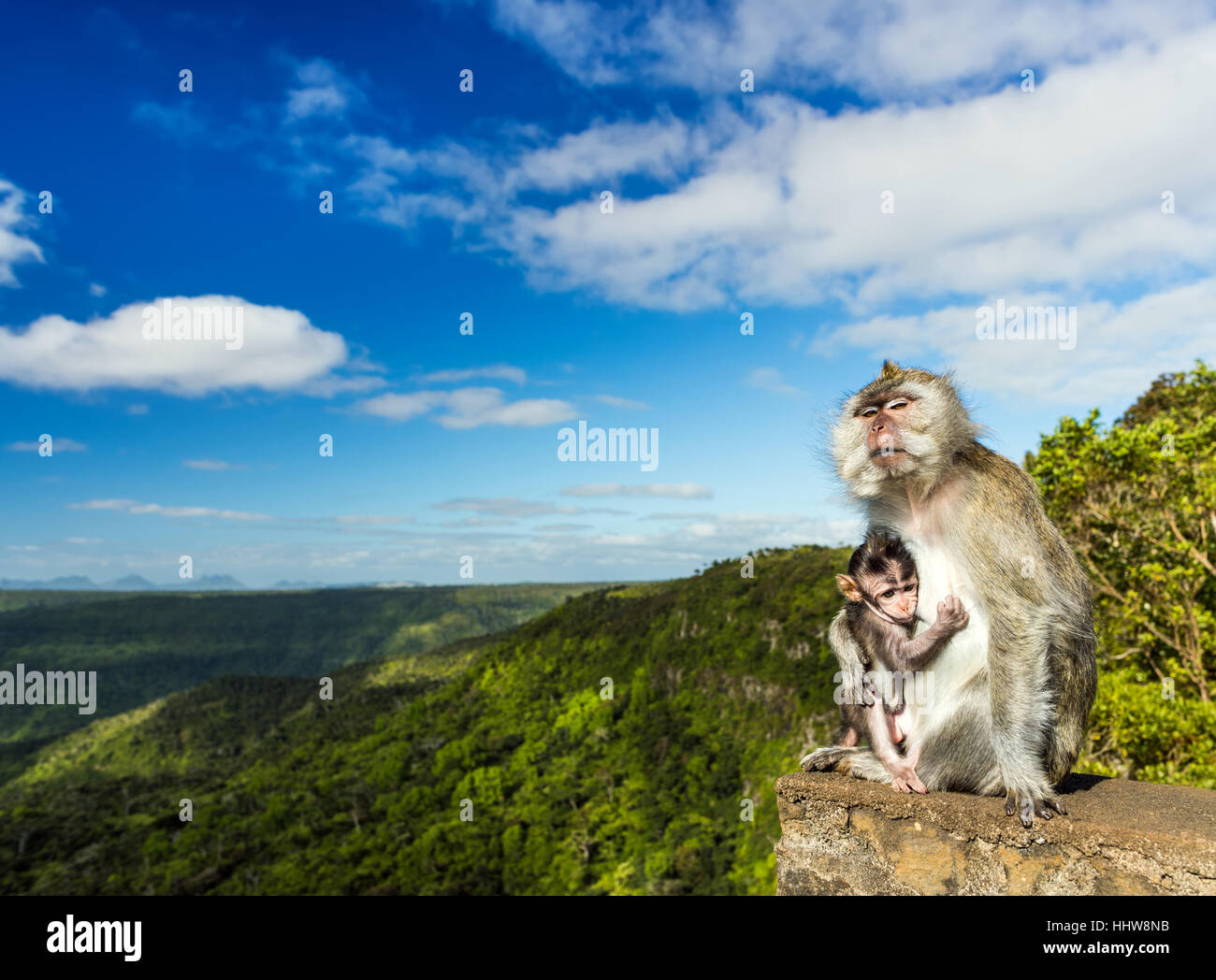Affen am Aussichtspunkt Schluchten. Black River Gorges Nationalpark. Mauritius. Stockfoto