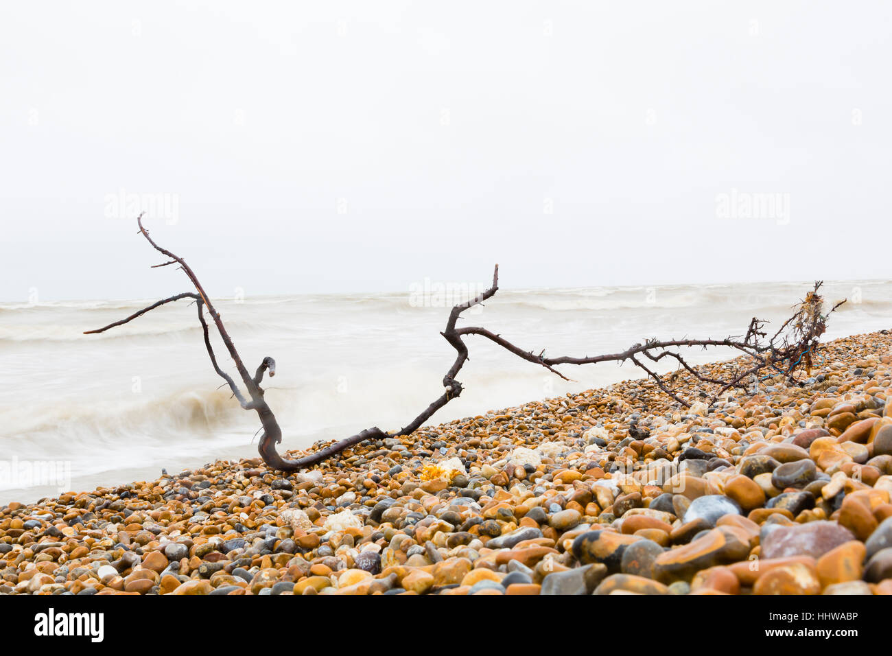 Dungeness, Kent, UK. Filiale gegen rauschenden Wellen am Strand angespült. Stockfoto