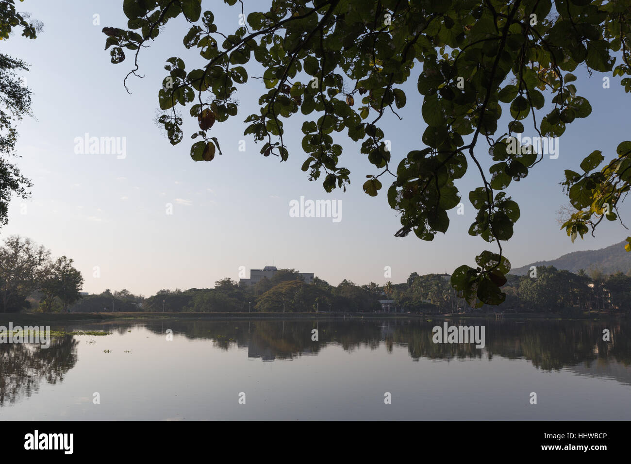 grüne Blätter, Baum und See Morgen anzeigen Stockfoto