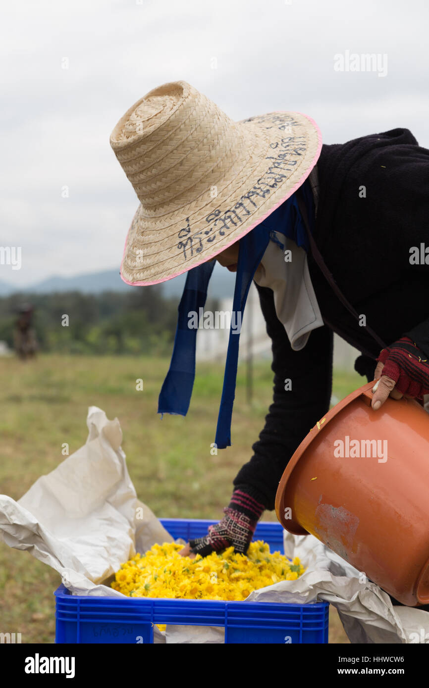 Chiang Mai, Thailand - 28. November 2016: Unbekannter Bauer Ernte Chrysanthemenblüte zur Herstellung von Tee in Maejo Bauernhof in Chiang Mai, Thailand Stockfoto