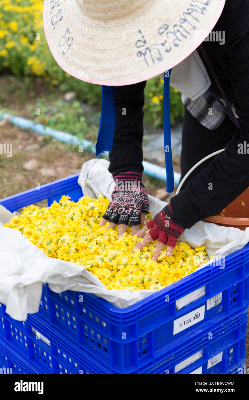 Chiang Mai, Thailand - 28. November 2016: Unbekannter Bauer Ernte Chrysanthemenblüte zur Herstellung von Tee in Maejo Bauernhof in Chiang Mai, Thailand Stockfoto