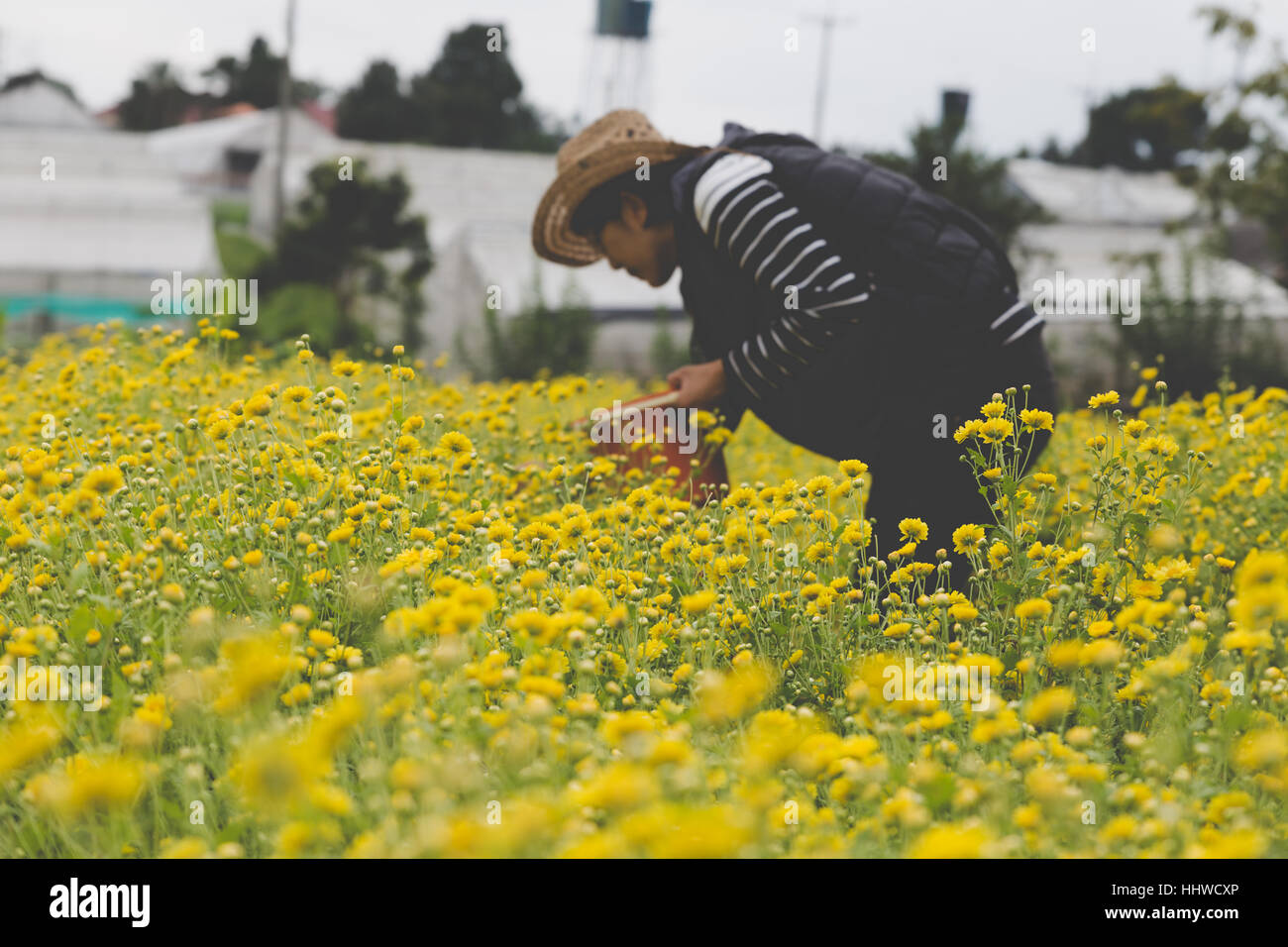 Bäuerin Ernte Chrysantheme Blume im Feld für die Herstellung von Tee Stockfoto