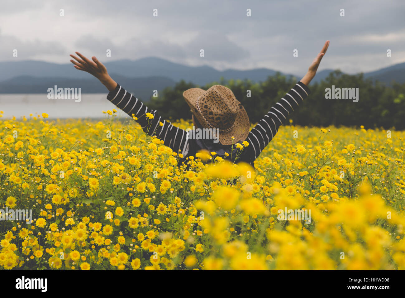 junge Frau ihre Hand in aufrichten gelbe Chrysantheme Blumenfeld, glücklich und frei Stockfoto