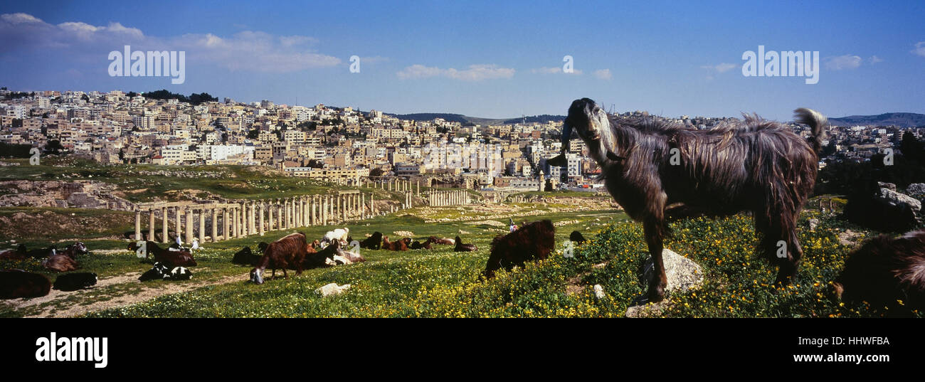 Neugierige Ziege In Gerasa, die antike Stadt Jerash, der Dekapolis-Stadt, Jordanien, Naher Osten Stockfoto