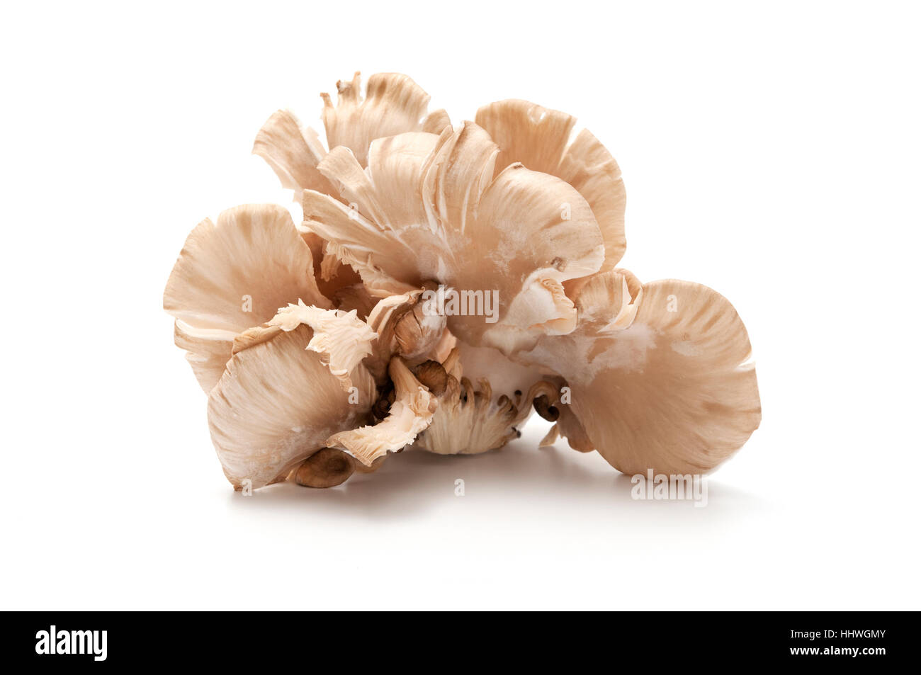 Austernpilze auf weißem Hintergrund Stockfoto