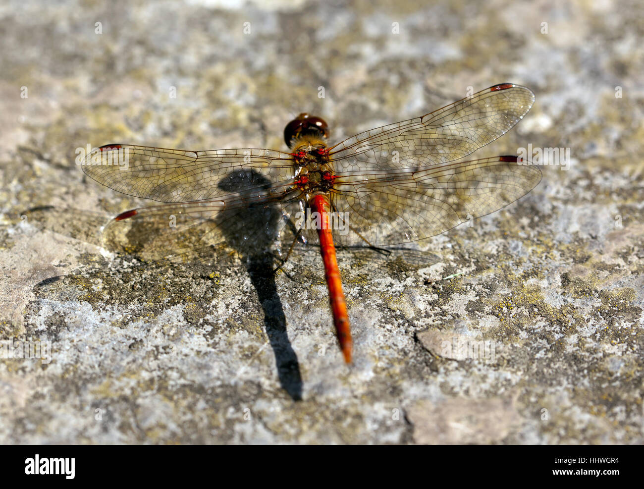 Nahaufnahme Makro Bild einer Libelle, Sonnenbaden in den Gärten im Walmer Castle. Stockfoto