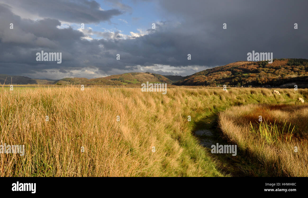 Schafe weiden auf einer Bank am Rande der Salzwiesen Ynys Hir RSPB Reserve, wie der Himmel über ihnen schwärzt. Ceredigion, Wales. Stockfoto