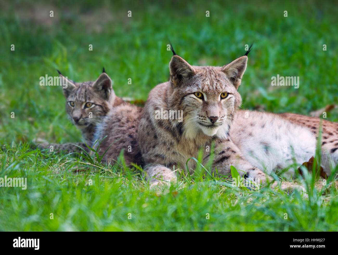 Luchs (Lynx Lynx) Familie, Mutter mit jungen in der Wiese, in Gefangenschaft, Bayern, Deutschland Stockfoto