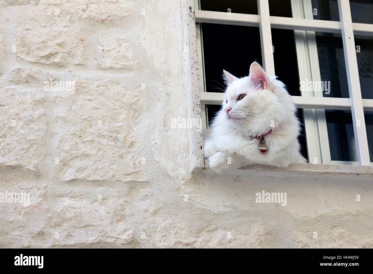 Weiße Katze im Fenster, weißen Stadt Ostuni, Città Bianca, Brindisi, Apulien, Italien Stockfoto