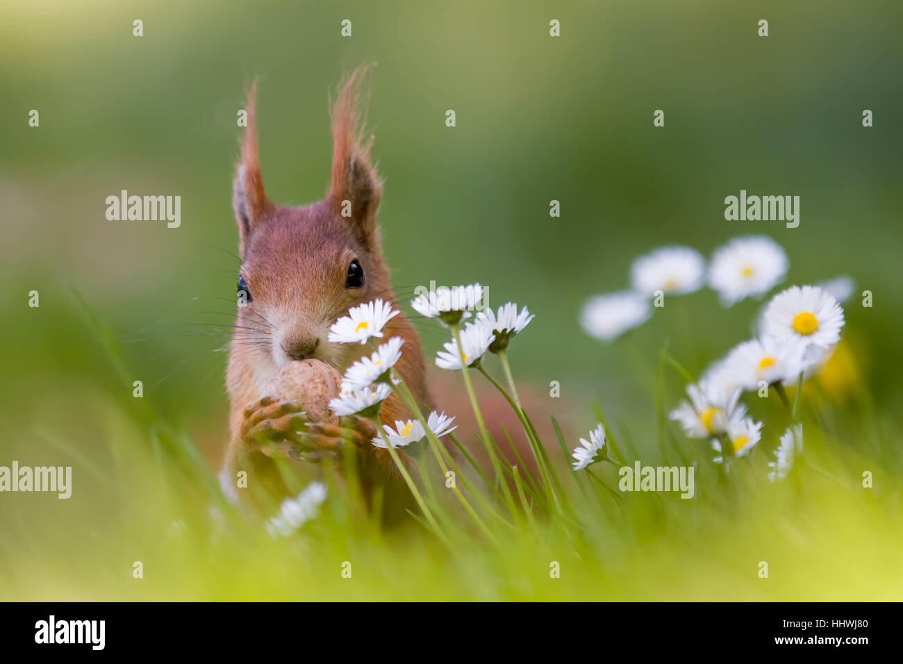 Eurasische Eichhörnchen (Sciurus Vulgaris), Nibbeln, Nuss, Frühling, Gänseblümchen, Deutschland Stockfoto