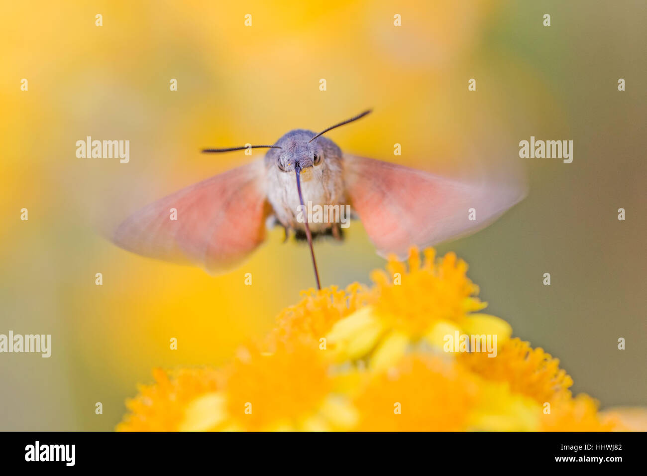Kolibri Falke-Motte (Macroglossum Stellatarum) Fütterung während des Fluges, Sachsen-Anhalt, Deutschland Stockfoto