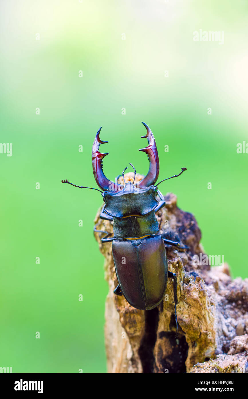 Hirschkäfer (Lucanus Cervus), männliche auf abgestorbenem Holz, mittlere Elbe-Biosphärenreservat, Sachsen-Anhalt, Deutschland Stockfoto